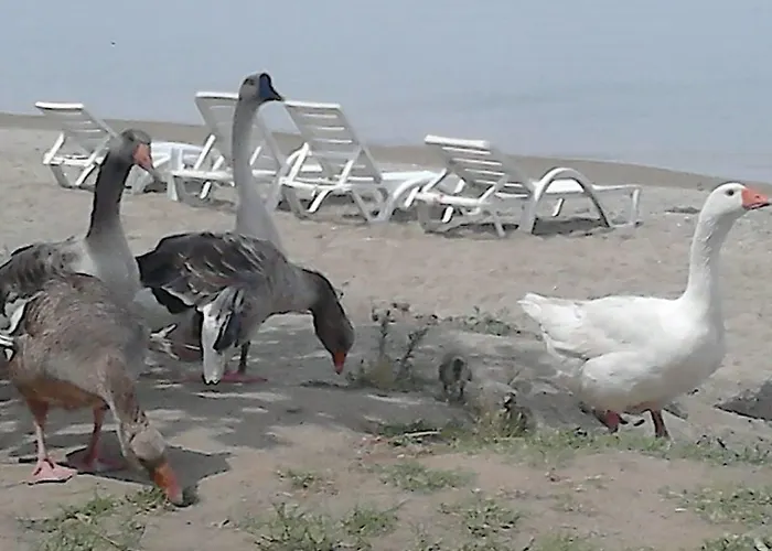 Апарт-отель Avsa Cinar Apart Авса-Адаси